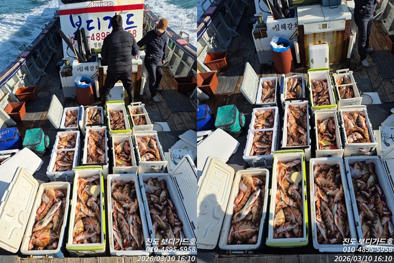 #진도보디가드호 #심선장 #왕열기&왕우럭 #쿨러가득한 #굿!!조황 #3/12(목)~13(금) 자리여유